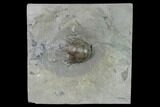 Crinoid (Lecanocinus) Calyx - Rochester Shale #137575-2
